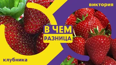 Почему клубнику называют викторией, одна ли это культура или разные, и как  появилось и прижилось такое название?