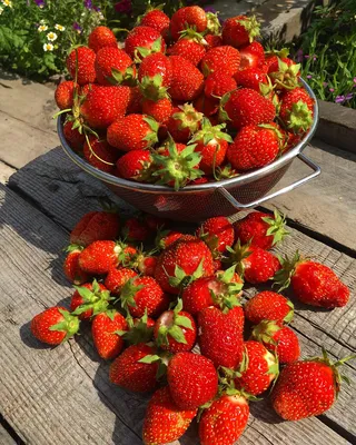 My ripe beautiful delicious strawberries in my siberian garden, Моя спелая  клубника | Ягоды, Клубника, Сад