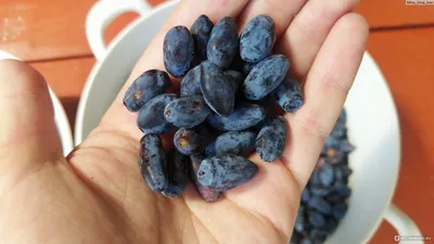 Жимолость » Украинская Ягода - выращивание и продажа оптом замороженных ягод  в Украине.