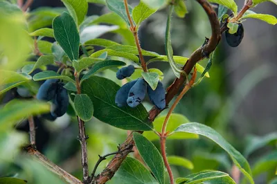 File:Жимолость голубая ягоды Саратов.jpg - Wikimedia Commons