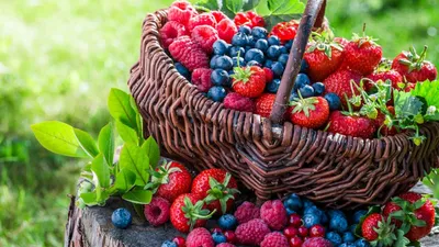 Что приготовить из свежих ягод? Гид по сезонным ягодам - Чемпионат