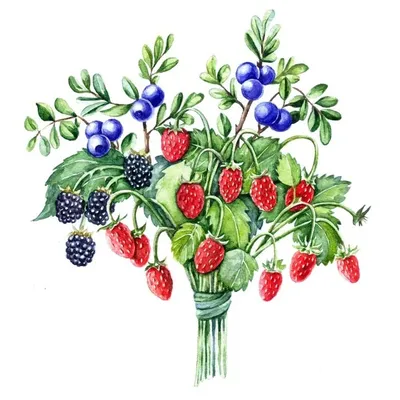 Лесные ягоды, их полезные свойства и противопоказания для здоровья  человека. Съедобные подарки Выбираем нужные подарки – как выбрать подарок  на праздник женщине, мужчине или ребенку