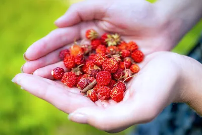 РЕКОРД! В Украине удалось вырастить самую крупную в мире ягоду жимолости! |  ft.ua