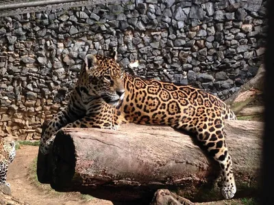 Ягуар (Panthera onca)