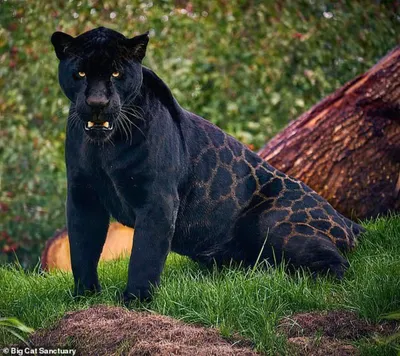 Jaguar Животное Зоопарк - Бесплатное фото на Pixabay - Pixabay