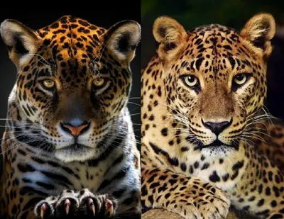 Животное ягуара в дикой природе, генерирующий искусственный интеллект |  Премиум Фото