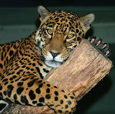 Скачать картинки Ягуар животное, стоковые фото Ягуар животное в хорошем  качестве | Depositphotos