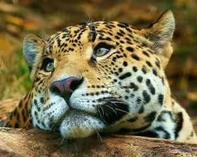 Животное ягуар - 60 фото