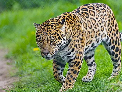 Бесплатное изображение: Ягуар, хищник, хищник, животное