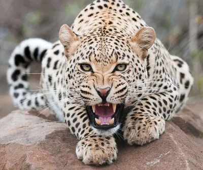 Ягуар: описание животного, среда обитания, чем питается