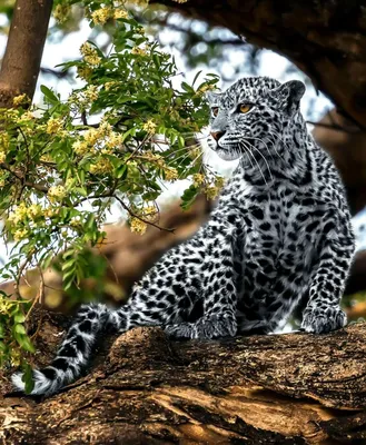 Ягуар (Panthera onca) - Vovanpain Z — КОНТ