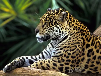Jaguar В Состоянии Покоя — стоковые фотографии и другие картинки Одно  животное - Одно животное, Скала, Ягуар - кошка - iStock