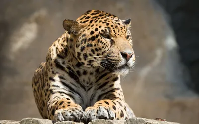 Мифическое животное, ягуар из металла…» — создано в Шедевруме