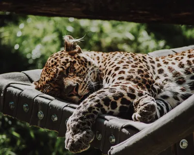 Ягуар в джунглях стоковое фото. изображение насчитывающей леопард - 36153054