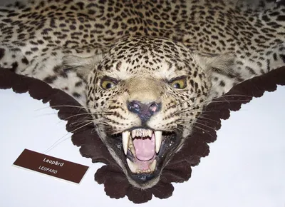 Красивая Jaguar Животное Это Естественная Среда Обитания Фотография,  картинки, изображения и сток-фотография без роялти. Image 24597510
