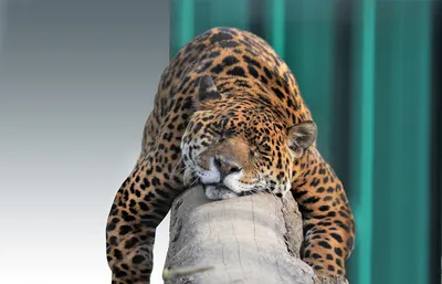 В зоопарке «Чудесный» может поселиться маленький ягуар