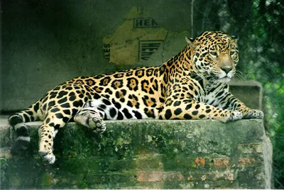 Скачать картинки Ягуар животное, стоковые фото Ягуар животное в хорошем  качестве | Depositphotos