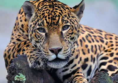 Потенциально опасные»: 6 животных, с которыми ягуар может не справиться |  Заметки о животных | Дзен