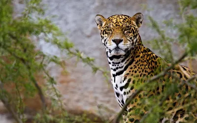 Jaguar wallpaper by georgekev - 68 - Free on ZEDGE™ | Фотография питомца,  Ягуар, Морды животных
