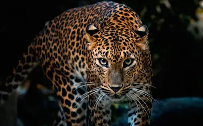 Ягуар. Опасное животное стоковое фото. изображение насчитывающей лениво -  30511686