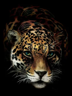 картинки : Леопард, Земное животное, Дикая природа, Felidae, Бакенбарды,  глава, Ягуар, African leopard, Морда, Большие кошки, организм, рев,  приспособление, Глаз, Плотоядное животное, сафари, зуб, снежный барс, рот,  Иллюстрация 3286x2384 - Elstef -
