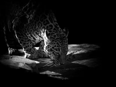 Ягуар в качестве тотемного животного | 𝐃𝐨𝐛𝐫𝐨𝐦𝐢𝐫 𝐑𝐚𝐢𝐧𝐬𝐤𝐲 |  Дзен