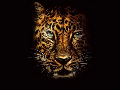 Купить постер (плакат) Jaguar на стену для интерьера (артикул 107904)
