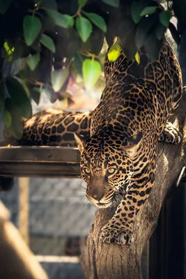 ягуар на дереве: 5 тыс изображений найдено в Яндекс.Картинках | Jaguar  animal, Big cats, Beautiful cats