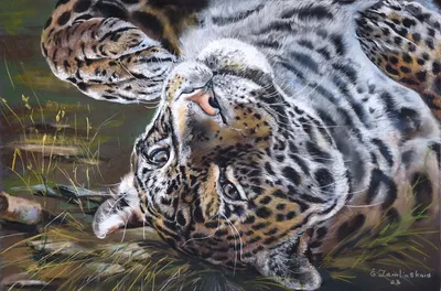 Ягуар на отдыхе | Пикабу
