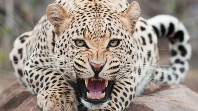 черный логотип Jaguar на белом фоне Стоковое Изображение - изображение  насчитывающей портрет, график: 268388663