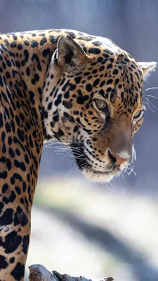 Jaguar На Скале — стоковые фотографии и другие картинки Ягуар - кошка -  Ягуар - кошка, Без людей, Белый - iStock