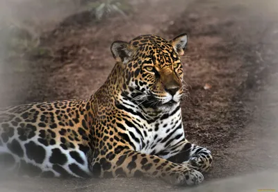 Классный логотип на решетке ягуара - обои на телефон