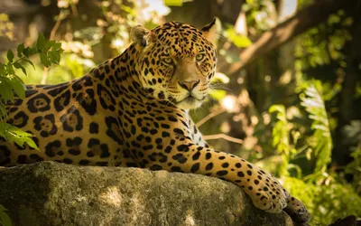 Обои Ягуар, кошачьих, Леопард, тигр, кот на телефон Android, 1080x1920  картинки и фото бесплатно