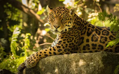 Фото обои Животные Кошки Леопард Дикая Природа 254x184 см 3Д Ягуар на  черном фоне (10148P4)+клей (ID#1754671209), цена: 850 ₴, купить на Prom.ua
