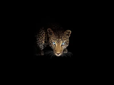 Картинка Обои на телефон тёмный ягуар - скачать бесплатно с КартинкиВед