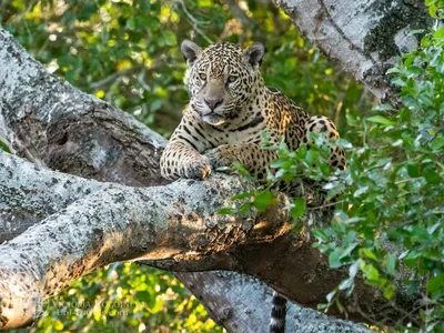 Ягуар на дереве - 69 фото