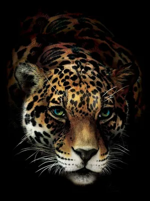 Фото обои Животные Кошки Леопард Дикая Природа 184x254 см 3Д Ягуар на  черном фоне (10148P4A)+клей (ID#1754671222), цена: 850 ₴, купить на Prom.ua