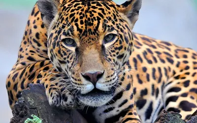 Алматинцы решили, что зоопарк покалечил ягуара, но это не так