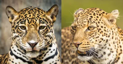 Картинки животное ягуар (67 фото)