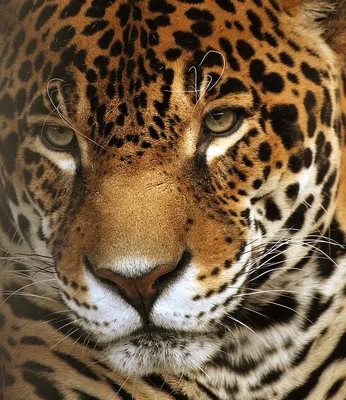 Ягуар (Panthera onca)