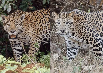 Сможет ли ягуар выжить в Африке | Заметки о животных | Дзен