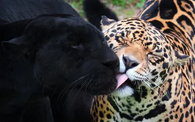 Самка ягуара с маленьким ягуаром, …» — создано в Шедевруме
