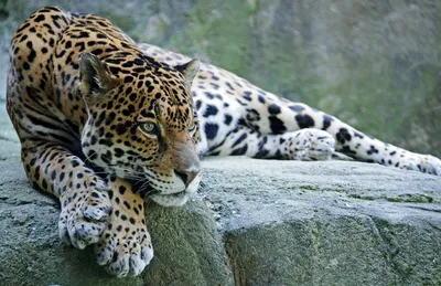 Двадцать третий котенок ягуара появился на свет в Липецком зоопарке —  LipetskMedia
