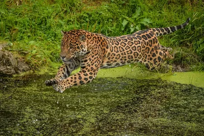 Почему пума – главный враг ягуара, и как в Минском зоопарке решают, стоит  ли животным «съехаться» - Минск-новости