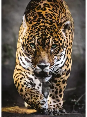 Крупный Планом Портрет Ягуара Большое Красивое Опасное Животное — стоковые  фотографии и другие картинки Ягуар - кошка - iStock
