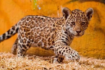 Зоопарк «Чудесный» в Приморье ищет спонсора на покупку ягуара -  PrimaMedia.ru