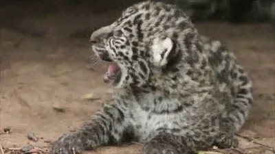 В зоопарке Пензы состоится показательное кормление ягуара — Общество —  Пенза СМИ
