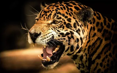на изображении ягуар смотрит в воду, крутая картинка ягуара, ягуар, кошка  фон картинки и Фото для бесплатной загрузки