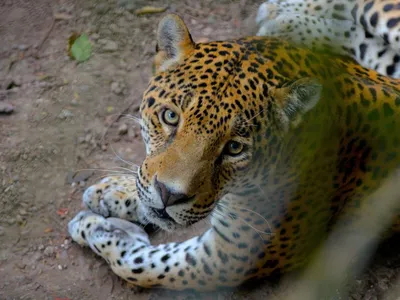 В зоопарке Удмуртии появился на свет котёнок ягуара уникального окраса |  ОБЩЕСТВО | АиФ Удмуртия