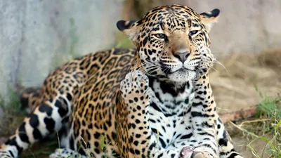 Портрет Ягуара — стоковые фотографии и другие картинки Животное - Животное,  Ягуар - кошка, Пантанал - iStock